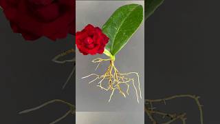 Growing Camellia plant From Leaves youtubeshort shorts CamelliaMitasgardeningtrick [upl. by Erv]