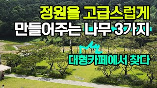 카페 정원을 고급스럽게 만드는 나무 3가지 조경 카페조경 나무맛집 [upl. by Ilenna]