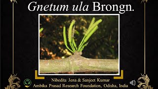 Gnetum ula a threatened plant of Odisha India medicinalplant odisha conservation threatened [upl. by Rhianon]