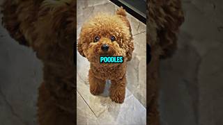 Poodle dogs Amazing Facts shorts ytshorts youtubeshorts trending [upl. by Intosh]