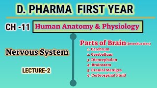 Parts of brain  CH11  L2  Human Anatomy and Physiology  DPharm first year [upl. by Lindblad]