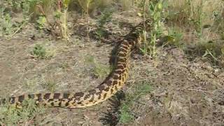 Arizona Wildlife  Gopher Snake [upl. by Kayley]