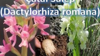 Çatal salep dactylorhiza romana salep çeşidi [upl. by Jeremias]