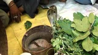 Screening of Snake Repellent Medicinal Plants Pankaj Oudhias Ethnobotanical Surveys [upl. by Aryn]