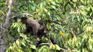 Common Woolly Monkey [upl. by Atiuqcaj]