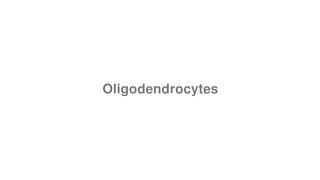 How to Pronounce quotOligodendrocytesquot [upl. by Strickman]