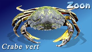 La salsa des crabes  Le Crabe vert – The green shore crab [upl. by Annahc4]