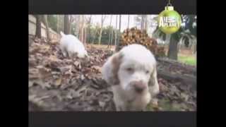 CLUMBER SPANIEL  ABC CANINO  101 DOGS  ESPAÑOL [upl. by Bellamy]