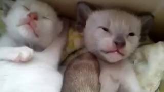 Cute Siamese Kittens Meowing Loudly  Siamese Cats [upl. by Yart]