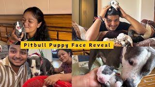 Pitbull puppies Face Reveal 😍 [upl. by Einegue460]