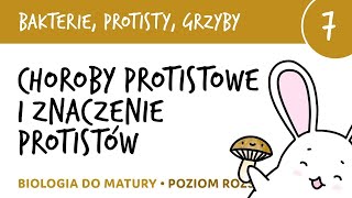 Choroby protistowe i znaczenie protistów  Bakterie protisty grzyby 7  liceum biologia matura [upl. by Enrev]