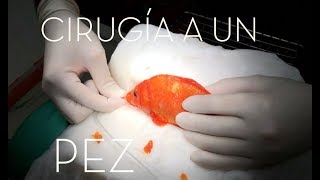 CAP 200 VETERINARIO DE PECES Cirugía a un PEZ koi con un TUMOR Ictiopatología [upl. by Kluge]