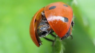 Marietes coccinella septempunctata Mariquitas [upl. by Merrily]