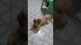 Shih Tzu cutedog dog shihtzu [upl. by Nnahgem198]