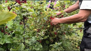 « Vin » de groseille  moins de nectar à cause du mauvais temps [upl. by Johnathon]