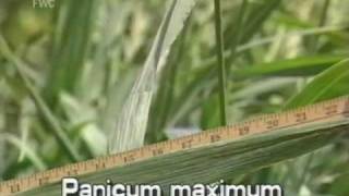 Guinea grass Panicum maximum syn Urochloa maxima [upl. by Rovit194]