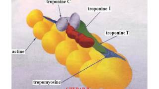 HISTOLOGIE LES TISSUS MUSCULAIRES [upl. by Veronique]