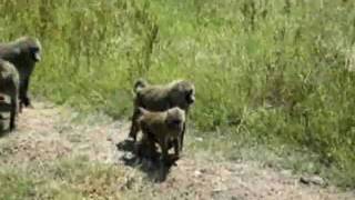 Tansania Paviane Baboons im Ngorongoro Krater  Auf Safari in Afrika [upl. by Dorehs188]