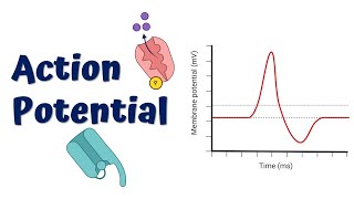 Action Potential Animation [upl. by Sylvester]