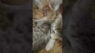 Happy happy song Cute cat Khushi and also today is Khushi so happy [upl. by Nattie]