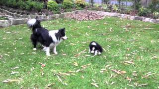 Cutest Border Collie puppy playing ever [upl. by Sprague]