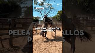 Pelea de caballos padrotes en los corrales del hato caballossalvajes horsefight horse bronco [upl. by Connell]