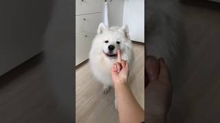 Pet dogs react to middle finger 🐕dog doglover pets angrydog [upl. by Hsak]