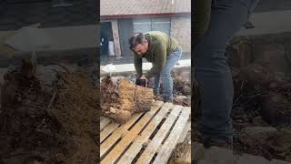 Einhell GeLc 3635 Li Akülü Zincirli Testere 2x40 Ah Starter Kit test videosu [upl. by Cousins317]