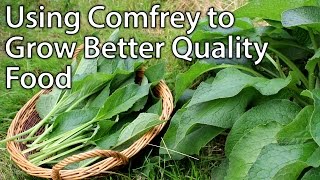 Growing and Using Comfrey  Perfect Plant for Permaculture Vegetable Gardening [upl. by Leterg]