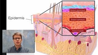 Integumentary System [upl. by Enois]