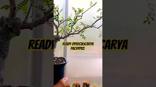 Tersedia Operculicarya Pachypus di Pot 12cm 🔥 bonsai operculicaryapachypus operculicarya [upl. by Py110]