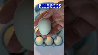 BLUE EGGS 😋eggs blueeggs araucana chile🇨🇱 [upl. by Lot]