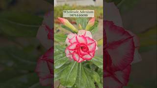 Adenium plant nursery kolkata 750 rosy variety colours very low price [upl. by Ahsai823]