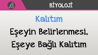 Kalıtım  Eşeyin Belirlenmesi Eşeye Bağlı Kalıtım [upl. by Yentnuoc]