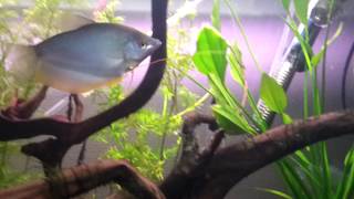 Trichogaster microlepis Breeding Moonlight gourami Нерест Лунных гурами [upl. by Lindahl1]