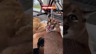 Angry Pumba 😾pumba cat floppa animals [upl. by Notaes]