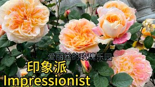 品种介绍：大藤本印象派 The Impressionist 花朵又大又美！ [upl. by Stu]