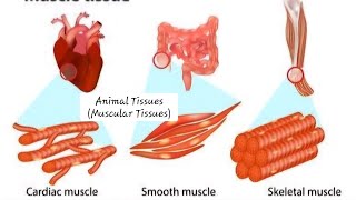 Animal Tissues  class 9  V2 Digital Science with Himani [upl. by Hoskinson]