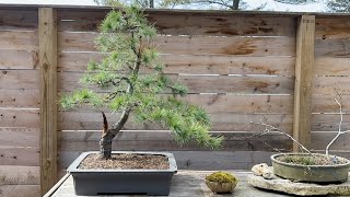 Eastern White Pine The Forgotten Bonsai Material [upl. by Staal]