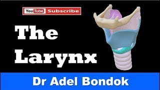 Anatomy of the Larynx Cartilages Membranes Cavity Muscles Nerve amp Blood Supply Dr Adel Bondok [upl. by Nosittam]