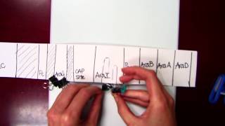 Arabinose operon [upl. by Berni]