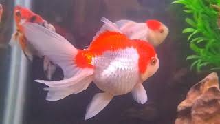 008 GoldFish  Beautiful Goldfish  Part 6  Farming  WinLine Production [upl. by Arundel]