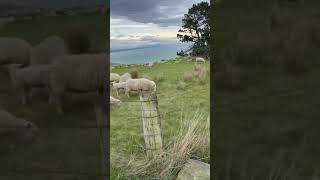 wild sheep in new zealand shorts [upl. by Leahsim]