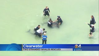 Distressed Whales Rescued Near Clearwater [upl. by Yrahca370]