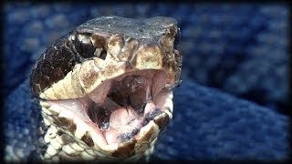 Cottonmouth vs Rattlesnake 01  Animal Fight [upl. by Raffarty]