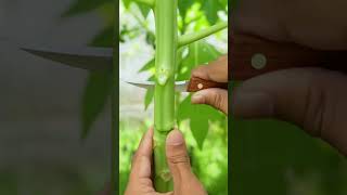 How to propagate papiya tree by air layering A great method propagating the papaya tree viral [upl. by Aniger]