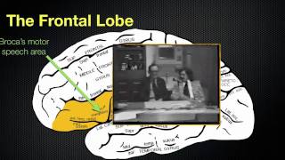 065 The Anatomy and Functions of the Frontal Lobe [upl. by Keifer]