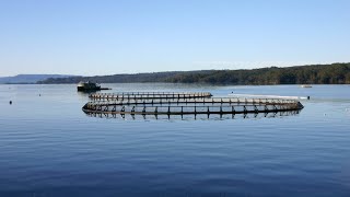 Activists calling on Tassal Tasmanian Salmon to remove industrial feedlots [upl. by Aleen]