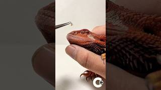 Bearded Dragon Nostril 👃🏻 SHED REMOVALstayrad beardeddragon craft craftsman craftideas [upl. by Haslam]