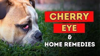 Cherry Eye In Dogs Natural Home Remedies [upl. by Guilbert767]